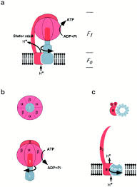 Check spelling or type a new query. The Rotary Machine In The Cell Atp Synthase 210 Journal Of Biological Chemistry