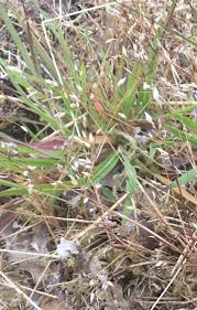 Image result for Aira caryophyllea