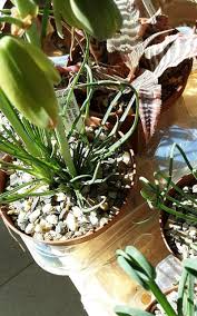 Image result for Albuca kirkii