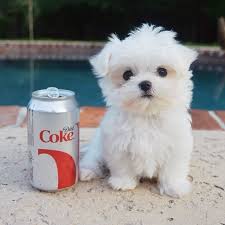 Im folgenden findest du fünf wichtige tipps, die du bei der namenswahl für deinen hund beachten. Facebook