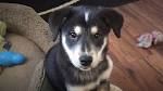 Border Collie Mix Puppies for Sale | Lancaster Puppies
