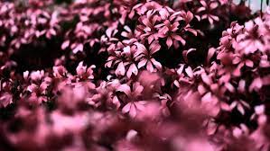 Get 43 Fondo De Pantalla Rosa Pastel Pc Pack de wallpapers lindos para chicas full hd youtube. get 43 fondo de pantalla rosa pastel pc