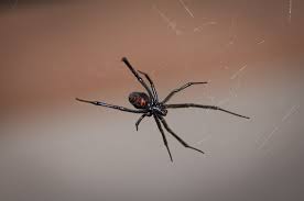 harmless poisonous spiders in pennsylvania what tops the