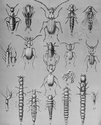 Grace pest management llc has specialists who provide commercial and residential pest control services. History Of Ecological Sciences Part 45 Ecological Aspects Of Entomology During The 1800s Egerton 2013 The Bulletin Of The Ecological Society Of America Wiley Online Library