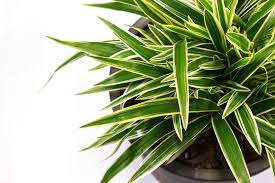 Check spelling or type a new query. Dracaena Poisoning In Dogs Symptoms Causes Diagnosis Treatment Recovery Management Cost