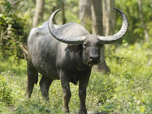Wild Water Buffalo (Bubalus arnee)