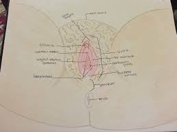 External Genitalia On A Female Obstetric Gynecologic Sugery Female Reproductive System Reproductive System Nursing School Studying