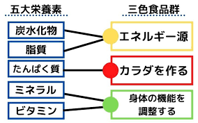 五大栄養素と三食食品群 食事 栄養素 食品群