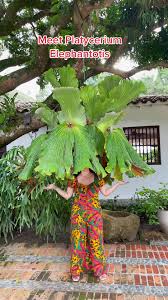 Image result for Platycerium elephantotis