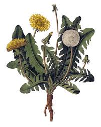 Interestingly, irish eyebright is often seen growing alongside wild thyme. Eatweeds Wild Food Foraging Guide To The Wild Edible Plants Of Britain