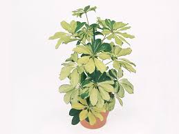 Image result for Araliaceae