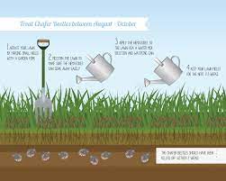 Chafer Grubs Their Lifecycle And When To Treat Them With Nematodes Nematodes Direct Gardening Blog