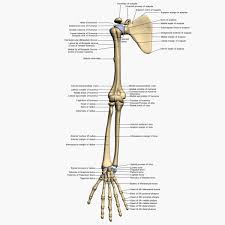 Master arm and shoulder anatomy by studying this topic page at kenhub. Arm Bones Labeled 3d Model Bones Human Arm Anatomy Anatomy Bones Arm Bones Arm Anatomy