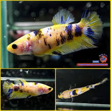 Pin Di Beautiful Betta Fish