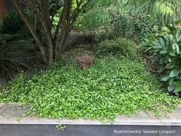 La diversité de leurs hauteurs, de leurs volumes, des coloris de leurs fleurs et de leur feuilles, ainsi que l'alternance des périodes de floraison. Le Secret D Un Jardin Sans Entretien In My French Garden