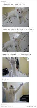 Cat Goes Nuts Over The Little Red Light On His Owner S Camera Funny Cat Memes Funny Cat Pictures Funny Cat Memes Cats Tumblr