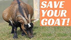 Goat Bloat The Airtight Truth Treatment Plan And Prevention Youtube