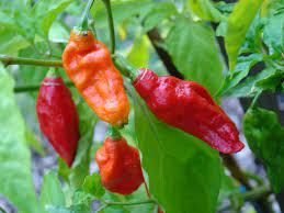 Ghost pepper flavor and an intense ghost pepper heat. Ghost Pepper Wikipedia