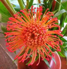 Image result for Leucospermum