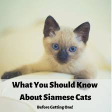 Siamese Cats What You Should Know Before Getting One