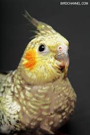 5 things you must know about cockatiel care cockatiel cockatiel care pet birds