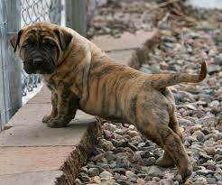 Hello, our names are gary goolsby based out of mission texas & brian lange in phoenix arizona. Presa Canario Puppies For Sale Laredo Tx 252724
