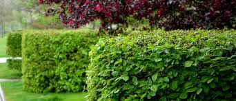 Image result for hornbeam hedge in winter