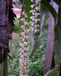 Image result for Diaphananthe pellucida