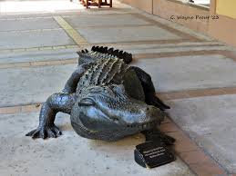 Low Prices Make For Slow Alligator Season In Louisiana