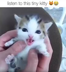 listen to this tiny kitty video kittens cutest cute cats cute dogs breeds