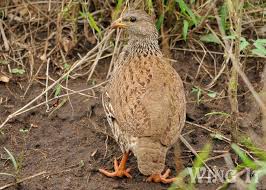 Image result for Tragiella natalensis