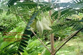 Mengutip dari kompas.com, bunga turi mengandung vitamin b9, b1, b2, zat besio bunga turi mengandung zat besi yang bermanfaat membantu mencerahkan kulit. Kembang Turi Flowers Plant Leaves Kembang Small Trees