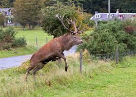 Jumping Stag Inspiration Animals Mammals Red Deer Animals Deer