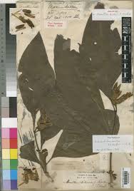 Image result for Sclerochiton hirsutus