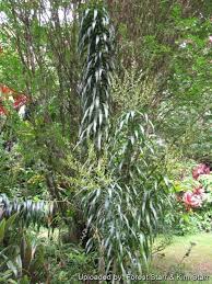 Image result for Dracaenaceae