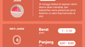 Selain menjaga kesehatan tubuh, perlu juga melakukan manajemen stres untuk menjaga kesehatan mental. Saat Hamil 2 Minggu Bagaimana Perkembangan Janin Moms Inspirasi Shopee