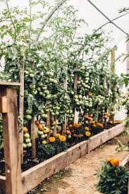 Tomatoes and squash planted together 900 Tomatoe Planters Ideas Planters Tomato Planter Growing Tomatoes
