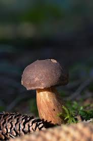 Image result for Boletus badius