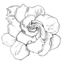 Pin By Alex On Tattoos Gardenia Tattoo Drawings Flower Drawing