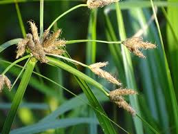 Image result for Bolboschoenus