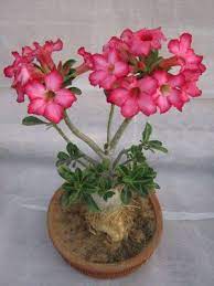 Pin On Rosas Del Desierto