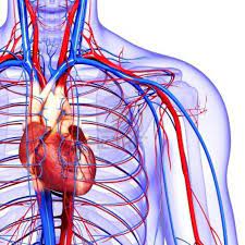 How To Improve Blood Circulation Naturally - Quora