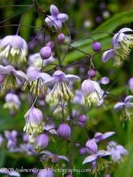 Reviewed 5th november 2019 by danuta. Thalictrum Delavayi Hewitts Double At Digging Dog Nursery
