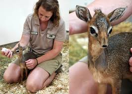 İkizkenar dik üçgende hipotenüs, dik kenarlardan birinin √2 katıdır. Chicago Zoological Society Brookfield Zoo The Chicago Zoological Society