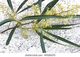 Image result for Searsia lucens
