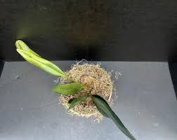 Image result for Elaphoglossum spathulatum