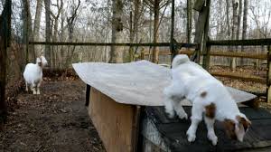 Baby Goat Jumping On Flat Roof Stock Video Download Video Clip Now Istock