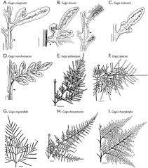 Image result for Cheilanthes schimperi