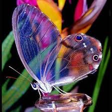 A Rare And Beautiful Creature A Transparent Glasswing Butterfly Truly Amazing Jd Beautiful Butterflies Butterfly Glass Butterfly