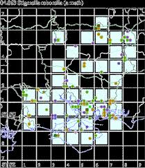 Image result for Stigmella roborella